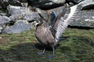 Antarctic skuas